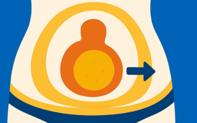 Diferencia Entre Grasa Visceral y Grasa Corporal